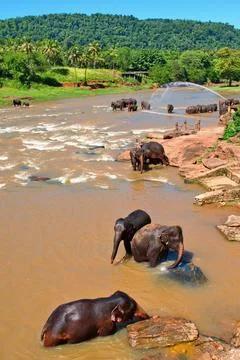 Herd of elephants bathing in the river. Elephant Orphanage Pinnawala, Sri Lan 库存照片