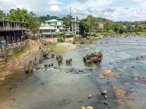 Herd of elephants bathing in the river, Sri Lanka Stock Photos