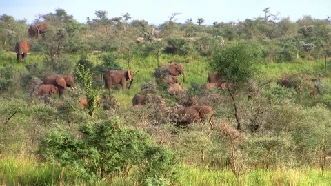 A Herd of Elephants in the Bush Stock Footage 105101545