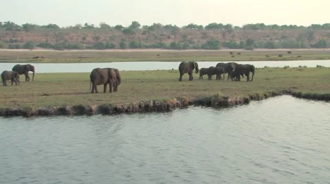 Herd of Elephants in Chobe Stock Footage 914947