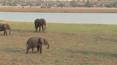 Herd of Elephants in Chobe Stock Footage 915157