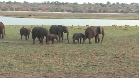 Herd of Elephants in Chobe Stock Footage 915187