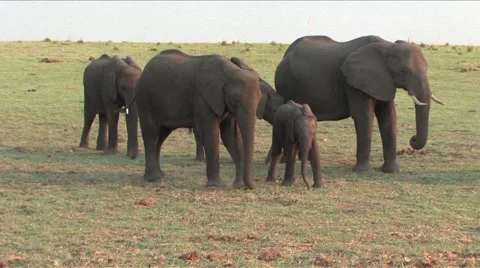 Herd of Elephants in Chobe Stock Footage