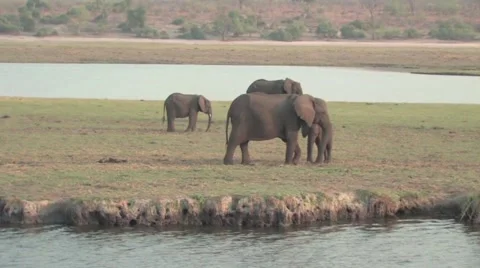 Herd of Elephants in Chobe Stock Footage 951783