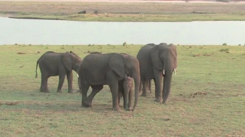 Herd of Elephants in Chobe Stock Footage 951826