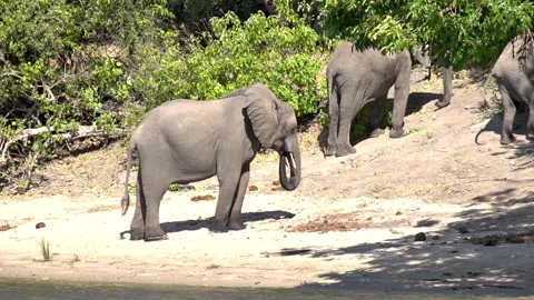 Herd of Elephants At the Chobe River Botswana 스톡 동영상 236340874