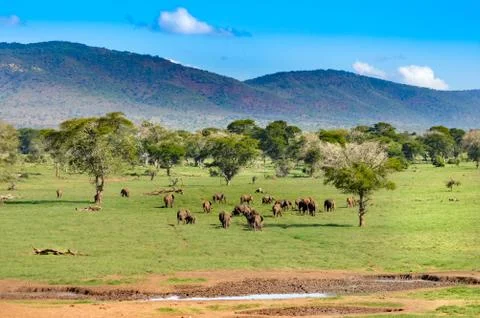 Herd of elephants come to refresh Stock-Fotos