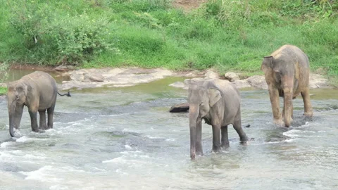 Herd of elephants crosses the river Stock Footage 93357690