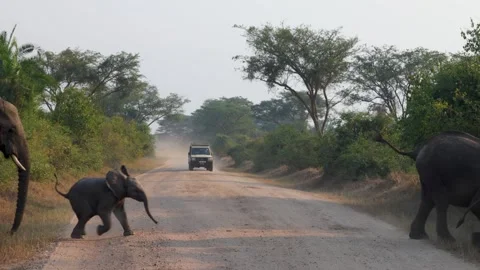 Herd of Elephants crossing road in Queen Elizabeth National Park, Uganda Stock Footage 331536489