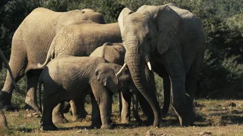Herd of Elephants Digging and Grazing Stock Footage 156082269