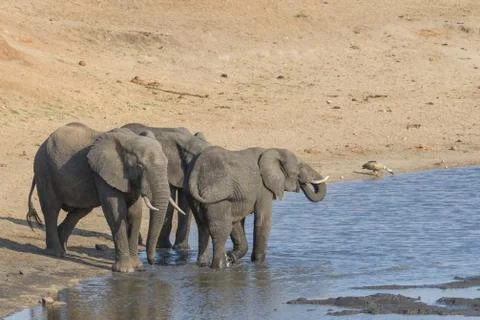 Herd of elephants drinking and bathing peacefully at a waterhole in Kruger Stock Photos