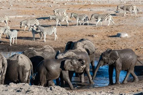 A herd of elephants drinking Stock Photos