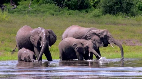 Herd of Elephants Drinking at the River Stock Footage