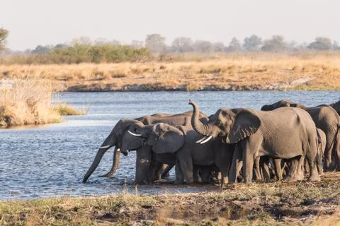 Herd of elephants drinking in river Stock Photos