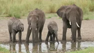 A Herd Of Elephants Drinking In Serengeti Tanzania Stock Footage