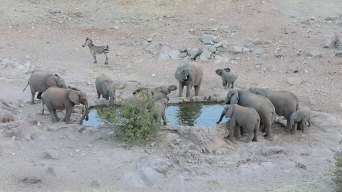 Herd of elephants drinking at a water hole in Etosha National Park, Namibia Video stock 106340655