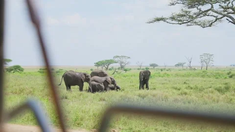 Herd of elephants drinking in the wild seen from safari vehicle in Tanzania Stock Footage 304176147