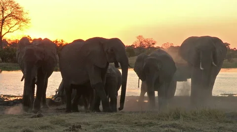Herd of elephants dust bathing at sunset Stock Footage 46373400