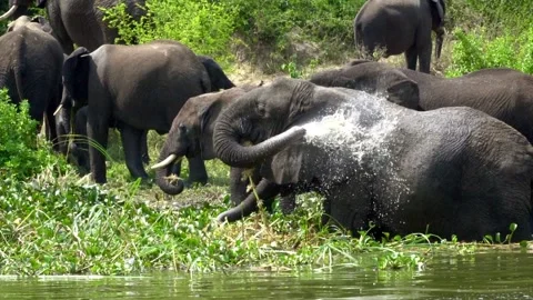A herd of elephants eating and drinking in a lake 스톡 동영상 312002497