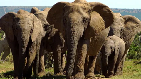 A herd of elephants flapping their ears as they walk in slow-motion. Stock Footage