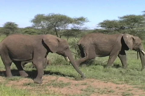 Herd of elephants Stock Footage 96786