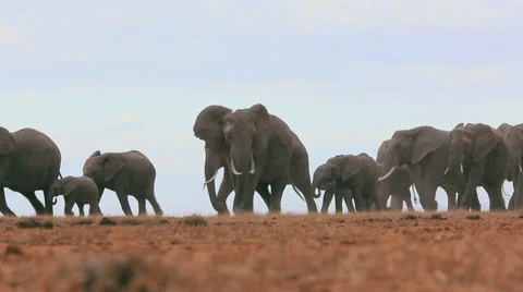 A herd of elephants Stock Footage 44812087