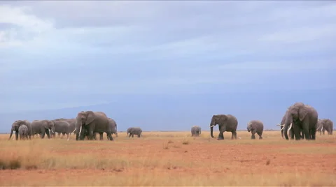 A herd of elephants Stock Footage 44812993