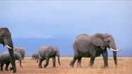 A Herd Of Elephants Stock Footage