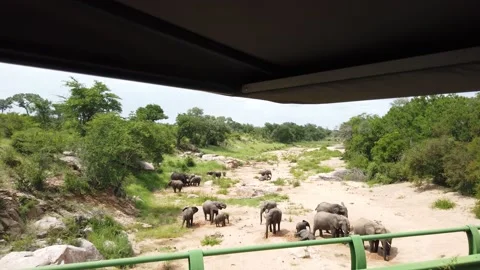 Herd of Elephants Stock Footage 150411950