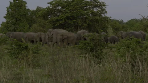 Herd of elephants Stock Footage 293470922