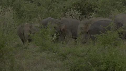 Herd of elephants Stock Footage 293639065