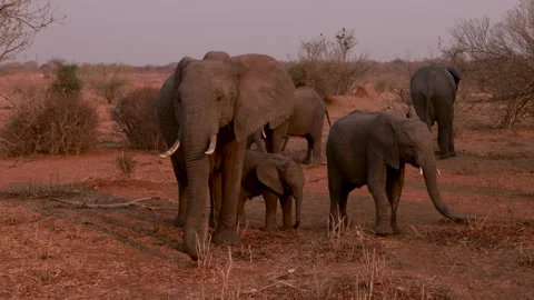 A herd of elephants Stock Footage 303730828