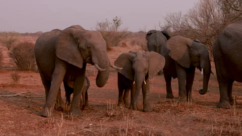 A herd of elephants Stock Footage 303746649