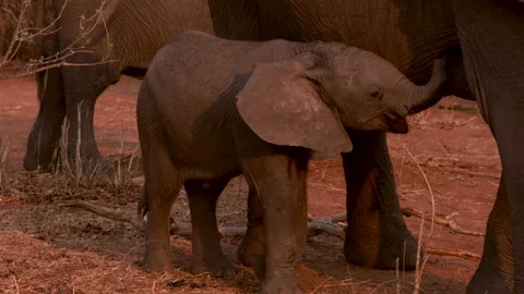 A herd of elephants Stock Footage 303746726