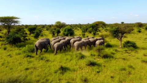 A herd of elephants Video stock 309934234