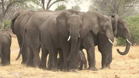 Herd of elephants forming protective shield around newly born baby Stock Footage 46373106
