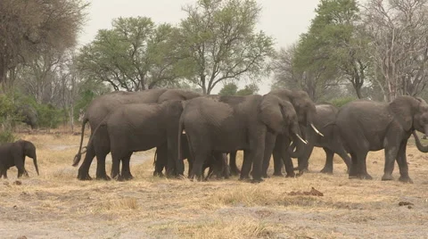 Herd of elephants forming protective shield around newly born baby Stock Footage 46373129