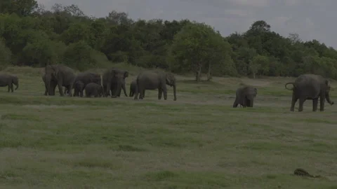 Herd of elephants on the grass land Stock Footage 292644030