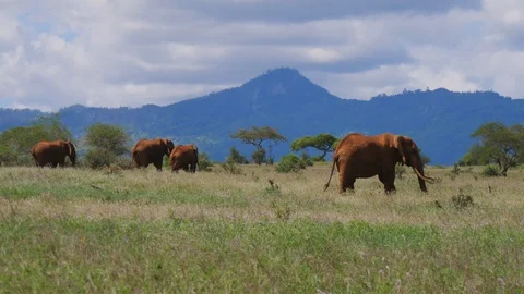 Herd of Elephants grazing Stock Footage 88559804