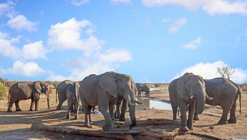Herd of elephants group around a camp waterhole to take a drink Stock Photos