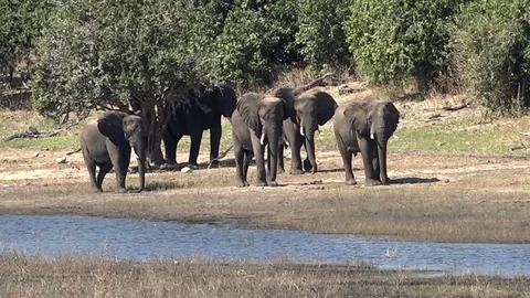 Herd Of Elephants Make Their Way To Watering Hole In Africa 01 Stock Footage 83186140