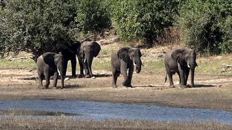Herd Of Elephants Make Their Way To Watering Hole In Africa 02 Stock Footage 83186584