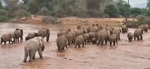 A herd of elephants migrates across the river Stock Footage 318840236