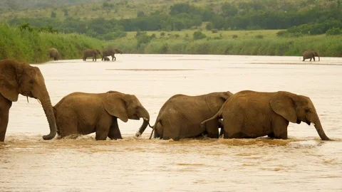 Herd of elephants, mostly young adults, crosses Umfolozi river, drink water. Stockbeeldmateriaal 105836618