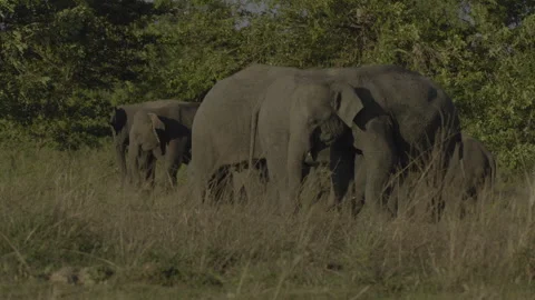 Herd of elephants at the mud hole Stock Footage 294437150