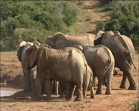 A herd of elephants next a lake one walks off. Stock Footage 11628071