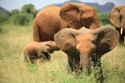 Herd of elephants Stock Photos