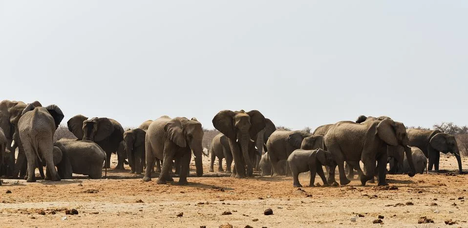 Herd of elephants Stock Photos