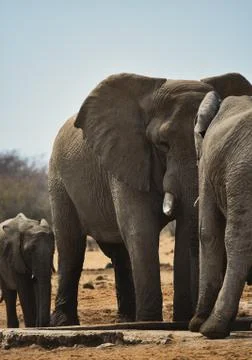 Herd of elephants Stock Photos