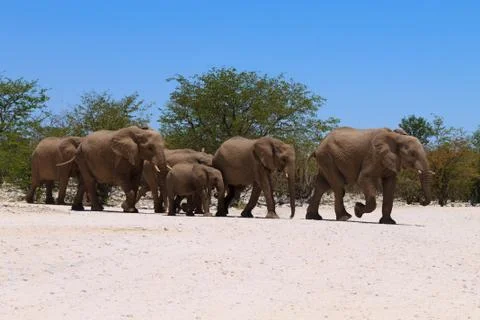 Herd of elephants Stock Photos